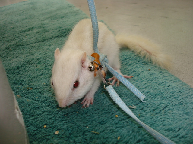 ホワイトシマリス ペットメイト西宮店の生体ブログ