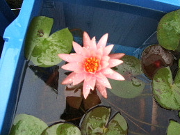 e0060041_71248.jpg