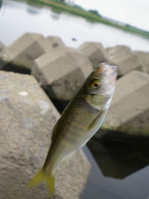 多摩川日記 「夏休みそうそう」_f0196649_18454462.jpg