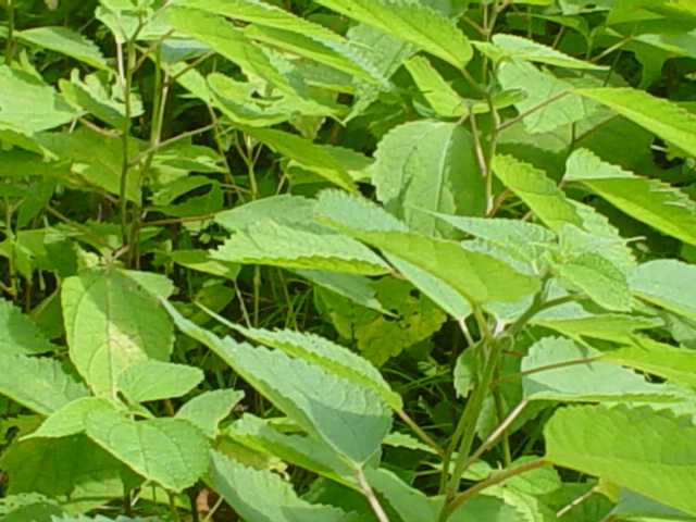 f0173054_1855886.jpg
