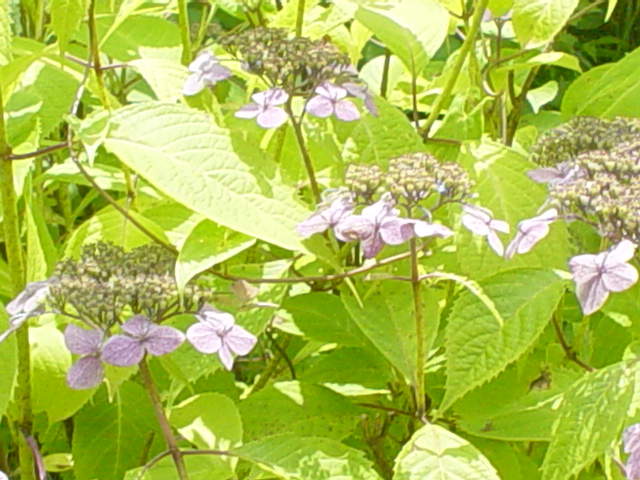 f0173054_1895349.jpg