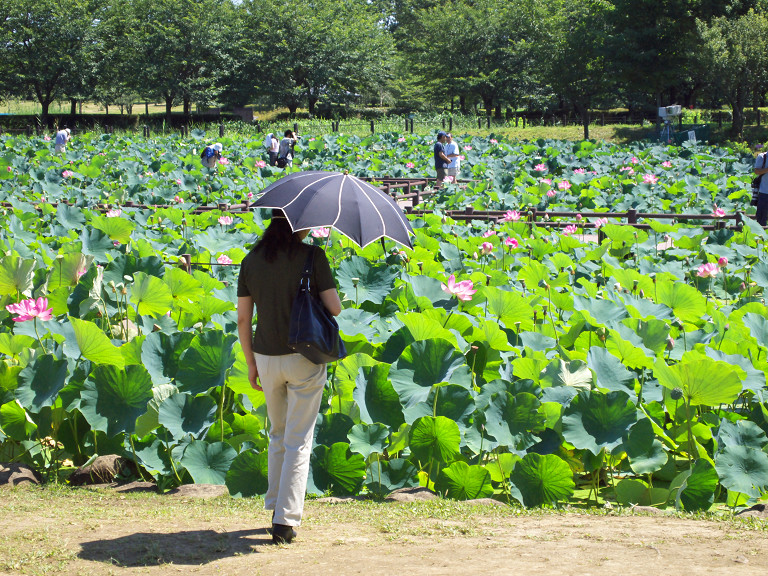 行田・古代蓮の里（７月１６日）_c0057265_8505367.jpg