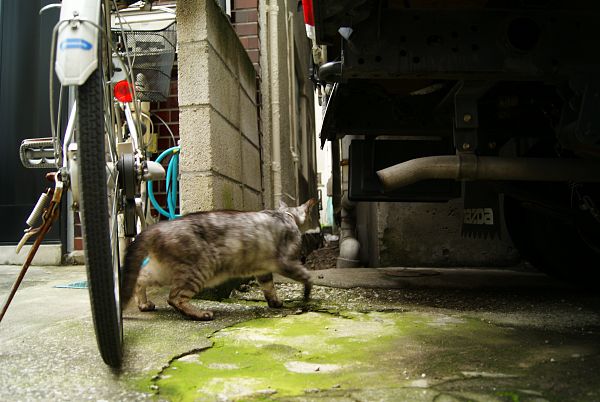 やじ猫_c0109780_21303630.jpg