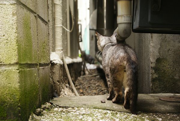 やじ猫_c0109780_21304365.jpg