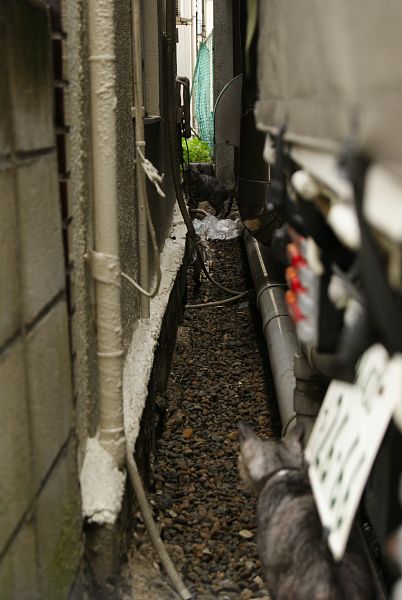 やじ猫_c0109780_21305013.jpg