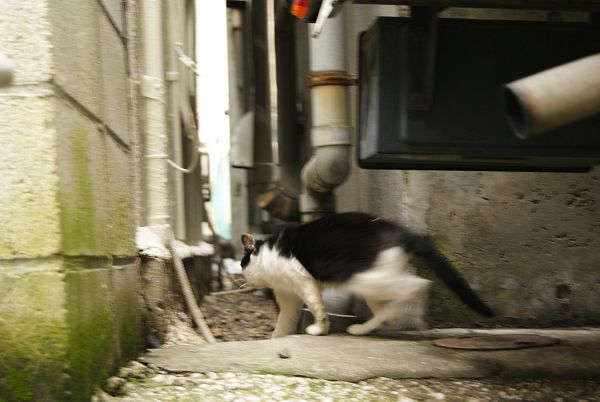 やじ猫_c0109780_21305711.jpg