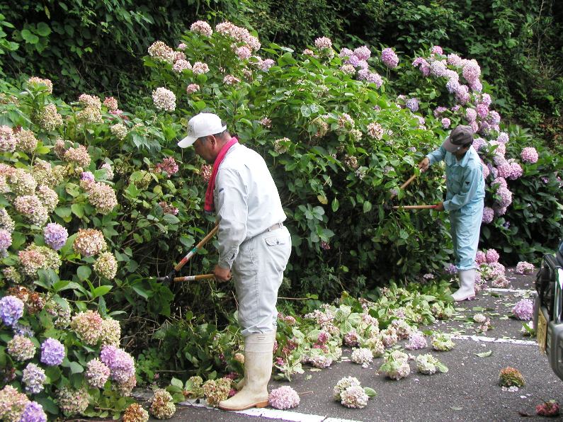 アジサイ剪定作業 対馬佐護日記