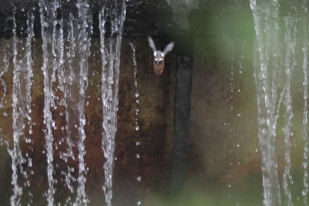 カワセミ雛、草陰に飛び込んで・・・_b0024798_429258.jpg