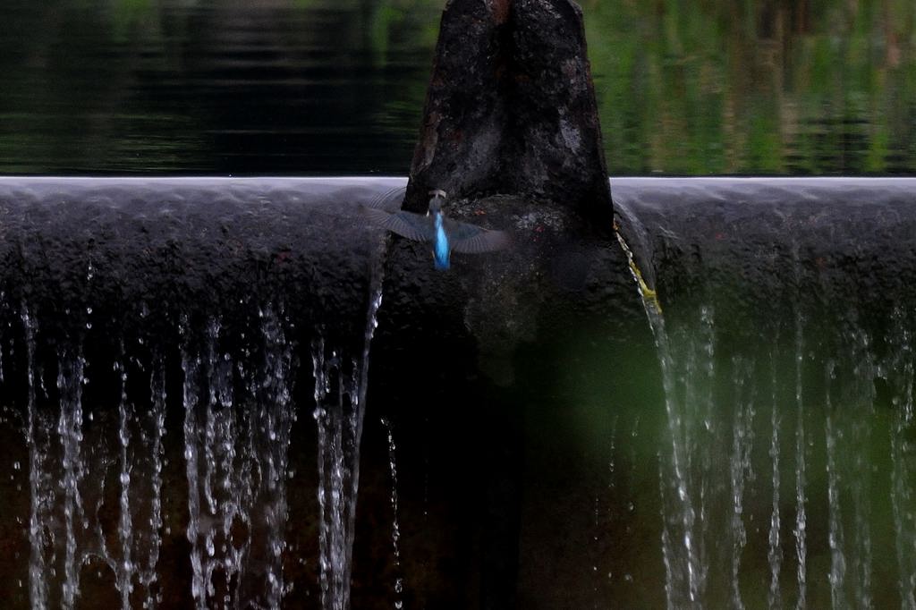 カワセミ雛、草陰に飛び込んで・・・_b0024798_4293396.jpg