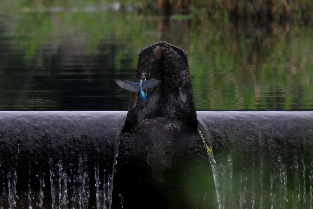 カワセミ雛、草陰に飛び込んで・・・_b0024798_4294399.jpg