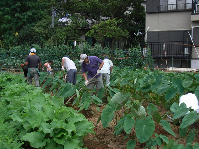 里芋 八頭の追肥と土寄せ さむはら農園 07年から11年