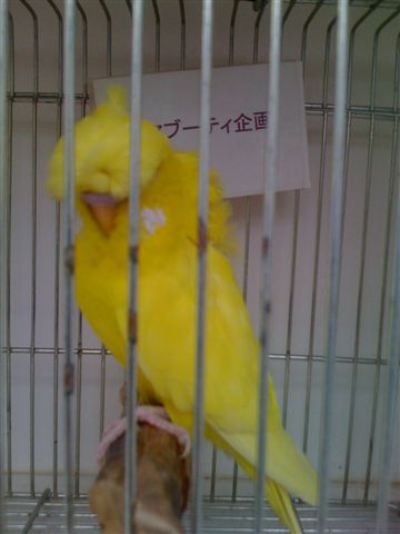 芸物 ルチノー 赤目 若 雄 セキセイインコ全般繁殖販売 マブーティ企画 最新情報 23都法研 第 b000323号 法定研修済 芸物 ルチノー 赤目 若 雄 セキセイインコ全般繁殖販売 マブーティ企画 最新情報 23都法研 第 b000323号 法定研修済