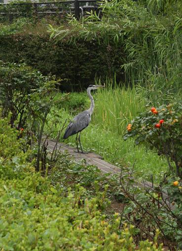 　大宮花の丘　農林公園_d0150720_1082393.jpg