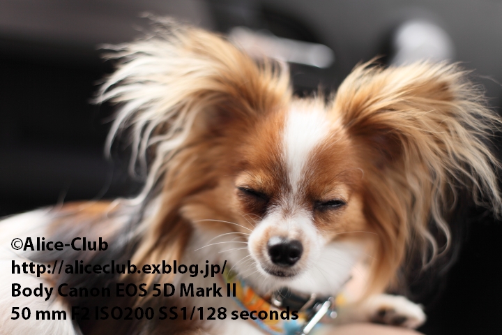 新犬語同時通訳 Alice Club パピヨンのクリスとエリスの犬日記 新犬語同時通訳 Alice Club パピヨンのクリスとエリスの犬日記