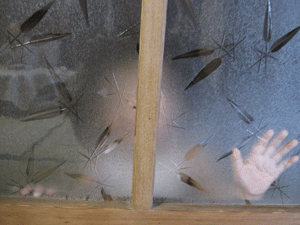 a0109029_2055479.gif