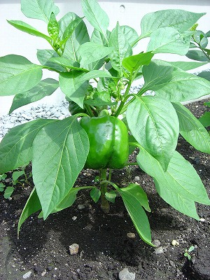 コクリュウの開花と野菜の成長の様子_f0205733_1447263.jpg