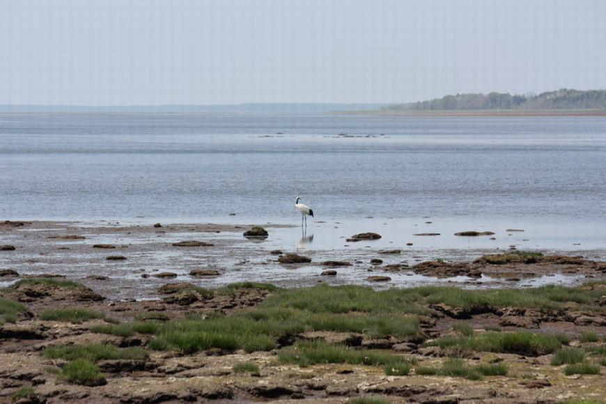 春国岱のタンチョウ 7月19日_f0113639_23312362.jpg