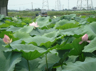 祇園祭_e0060041_9583586.jpg