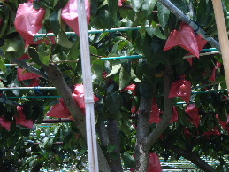 e0060041_9584673.jpg