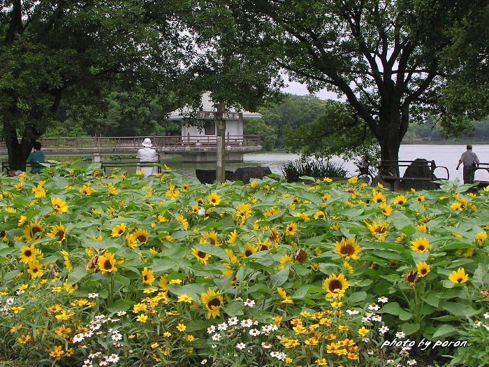 山田池公園の旬の花々です デジカメ散歩悠々