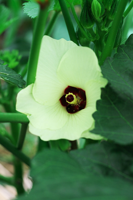 野菜たちの花(久御山町)_f0155048_2355556.jpg
