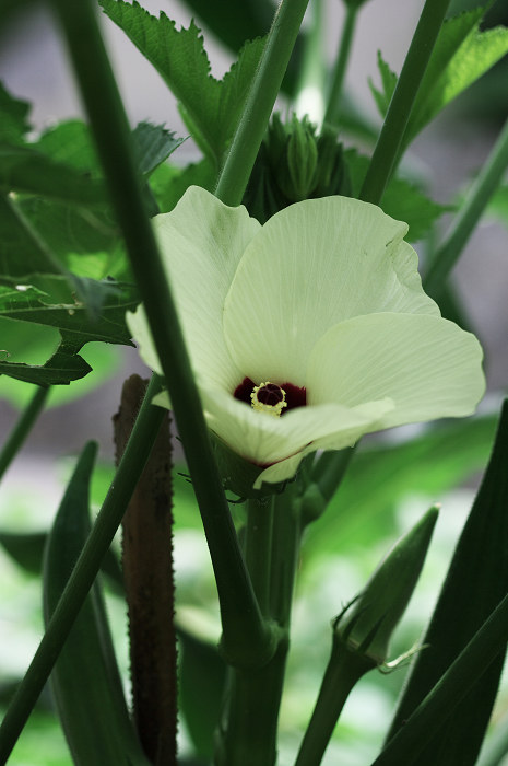 野菜たちの花(久御山町)_f0155048_23564891.jpg