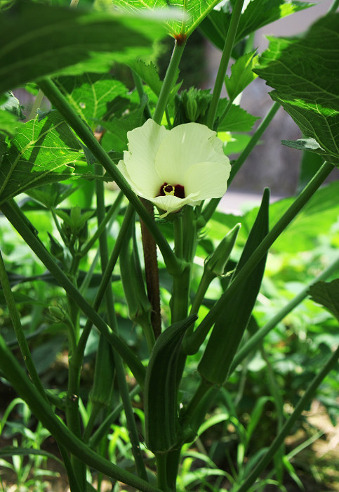 野菜たちの花(久御山町)_f0155048_23573179.jpg