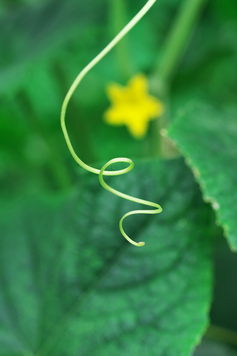 野菜たちの花(久御山町)_f0155048_23584923.jpg