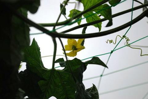 待望 ヤングコーンの素揚げ いたずらっ子のいる食卓