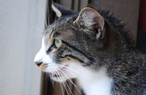 猫も口をあける暑さ ムー太の猫マンション 05 10 猫も口をあける暑さ ムー太の猫マンション 05 10
