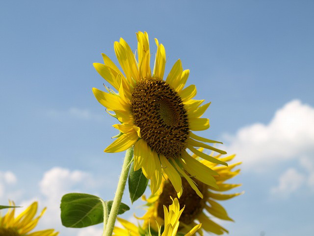 太陽の花・向日葵_d0054276_201225.jpg