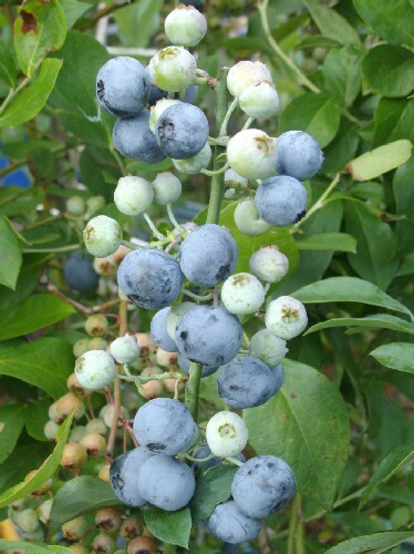 もしラビットアイ系で３本だけ残すとしたらあなたはどれを残しますか ブルーベリーの育て方 栽培 ブルーベリー ノート Blueberrynote
