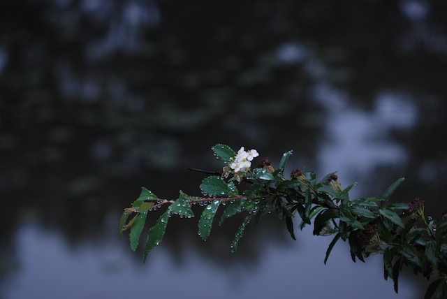 雨の百合が原_f0126483_22241363.jpg