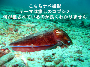 王子再び…　ラチャノイ・ラチャヤイ３dive_f0144385_221443.jpg