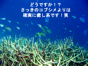 王子再び…　ラチャノイ・ラチャヤイ３dive_f0144385_22253017.jpg