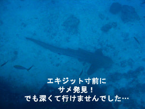 王子再び…　ラチャノイ・ラチャヤイ３dive_f0144385_22332968.jpg