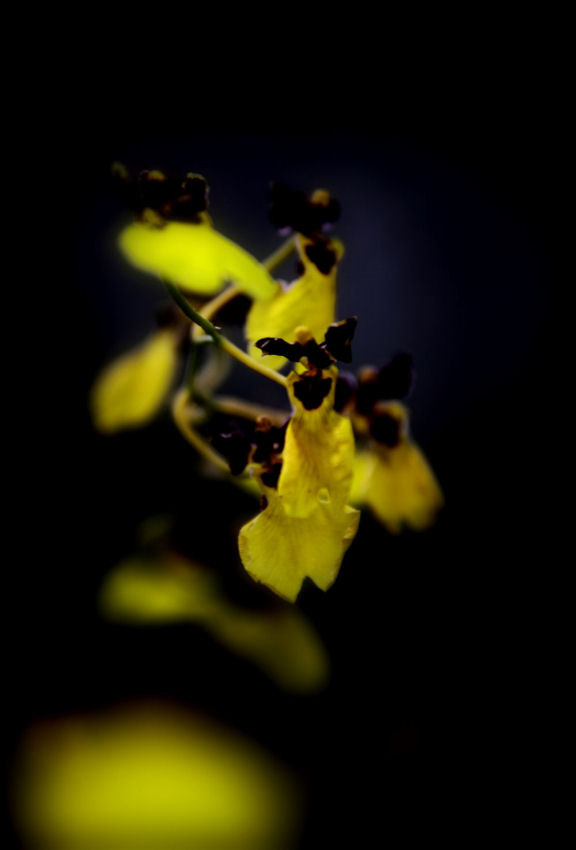 Spotlight_f0195893_9462160.jpg