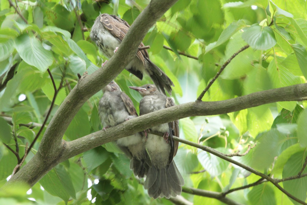 【ルリ男公園周辺のBabyヒヨドリ】_e0167295_2346427.jpg