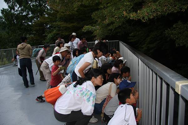 友の会「夜の生きもの観察会」_b0049200_16292769.jpg