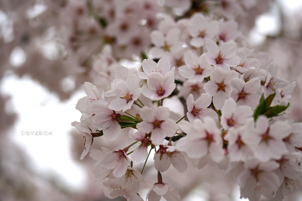 弘前の桜_b0051600_1327379.jpg