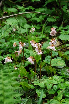 c0124100_23725100.jpg