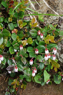 c0124100_2374427.jpg
