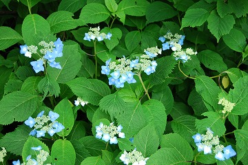 c0124100_2391873.jpg