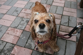 Dog pool_c0128303_16194286.jpg