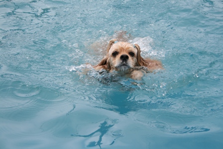 Dog pool_c0128303_16205662.jpg