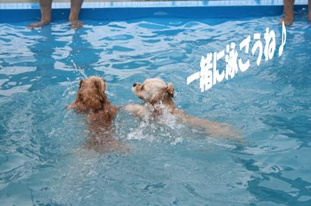 Dog pool_c0128303_16212735.jpg