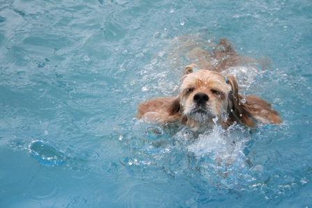 Dog pool_c0128303_1621529.jpg