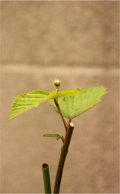 小さな実になる木を植樹♪_c0196703_1710267.jpg