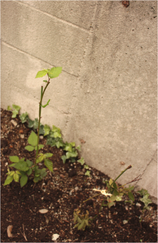 小さな実になる木を植樹♪_c0196703_17991.jpg