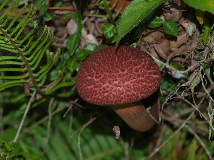 茸_c0116915_23371449.jpg